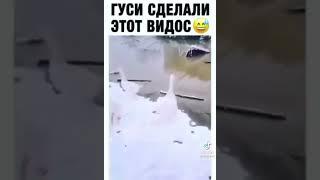 Гуси ебучие