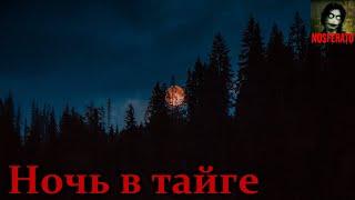 Ночь в тайге, которую вспоминаю с ужасом. Страшные истории на ночь. Страшилки на ночь