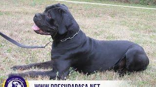 Drakče | dog guard team