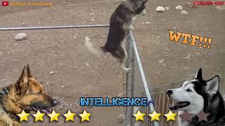 Husky VS German Shepherd Real Fight - German Shepherd VS Siberian Husky - Blondi Foks