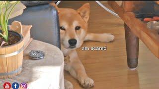 he be doin a frighten