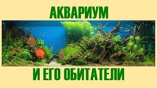 Видеообзор «Аквариум и его обитатели»