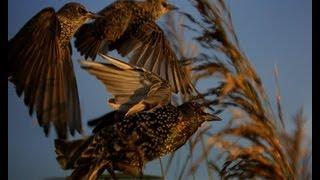 Starlings | | The Secret Life of the Shannon | RTÉ Goes Wild