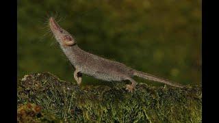 Чем питается и сколько съедает Карликовая многозубка (Etruscan shrew) — Suncus etruscus ?
