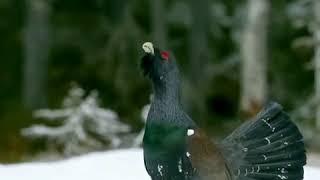 Wood Grouse | Capercaillie Bird