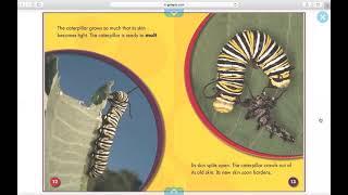 Social Science- Lifecycle of a Butterfly for May 3rd