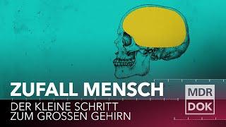 Zufall Mensch? Der kleine Schritt zum großen Gehirn | MDR DOK