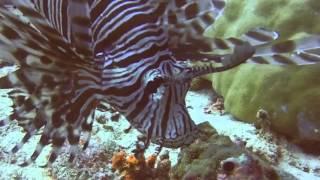 Malediven Baa Atoll - Undoodhoo Thila