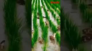 Poultry Integrated Farming System | Livestock production | #shorts #short #shortsfeed #shortvideo