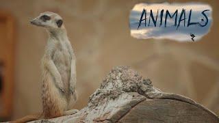 Secret sounds of the desert: meerkats starring.Animals Of The World.Domestic and Wild Animals.HD