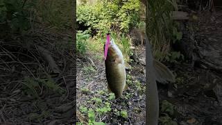 Ned Rig Strikes Again! 2 #fishinggear #smallmouthbass #fishing