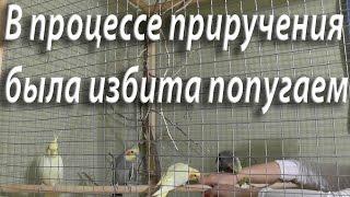 Приручение попугаев день за днем № 3 Мастер класс по приручению с комментариями на реакцию попугаев