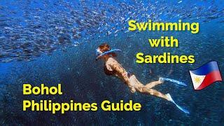 Best Diving Resort - Panglao, Bohol, Philippines - Sardine Run