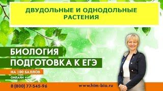 Двудольные и Однодольные растения. Теория и практика  ЕГЭ/ОГЭ 2017.