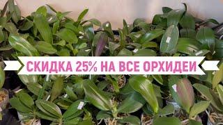  РАСПРОДАЖА!!! СКИДКА 25% на СОРТОВЫЕ ОРХИДЕИ!!! ПРОДАЖА ОРХИДЕЙ - Купить орхидею почтой