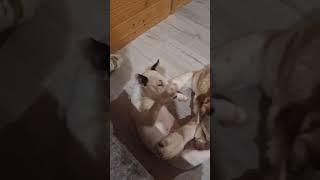 Минибулька Хрюша и Алабаечка Роскошь#сао #dog #щенки #puppy #минибуль #minibull