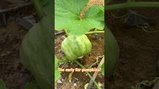 Is it too early for pumpkins to grow this time of the year? #pumpkin