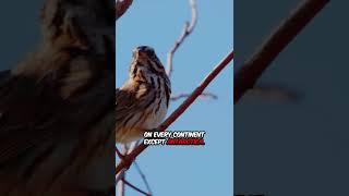 Sparrow Secrets: 5 SHOCKING Facts About the Tiny Urban Hero!  #animalfacts #nature #animals