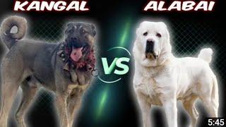 QAYSI BIRI KUCHLIROQ ? // ALABAY VS KANGAL