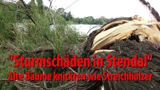 "Sturmschäden in Stendal" - Alte Bäume knickten wie Streichhölzer