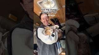 guys I somehow completely forgot to upload this one #vanlifecat
