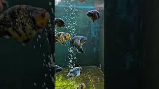 5 Unique Goldfish Varieties for Your Freshwater Tank