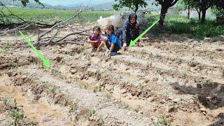 "Growing Together: A Displaced Mother and Orphan Girls Cultivate Tomato Seedlings"