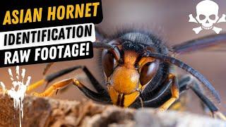 Asian Hornet Identification ( Yellow legged Hornet ). Bee Eating Killer Hornet!!