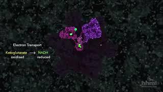 Citric Acid Cycle | HHMI BioInteractive Video