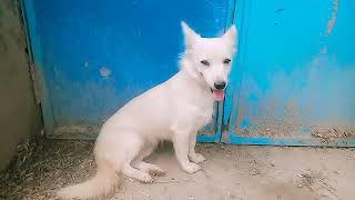 Watch Him Transform Into The MostGorgeous Husky | The Dodo