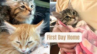 Siberian Kittens' First Day Home