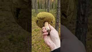 Picking Wild Edible Mushrooms of the Forest! Boletus, Russula & Suillus variegatus