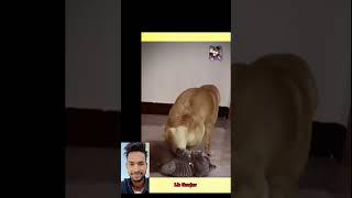 Dog_Vs_Cat__#shorts_#dog_#cat(1080p60)#youtubeshorts  full #funny #video #trending #viral #yt