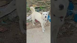 White doggy..