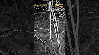 ЛИС ГОЛОДНЫЙ ЕДУ ИЩЕТ 0022, hungriges Fuchs sucht nach Nahrung, hungry fox is looking for food,
