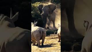 Elephant vs Rhino