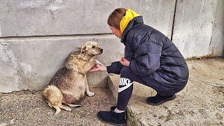 Street Dog Grabbed my Hand and her Eyes were Begging for Help ... I couldn't pass by