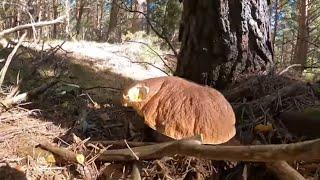 Muchos kilos de BOLETUS EDULIS y NISCALOS  Soria septiembre 2023