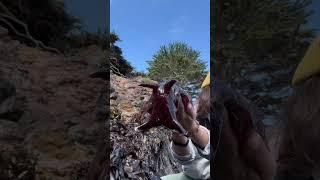Just a chonky sea hare  #seaslug #seahare #slug #marinebiology #tidepools #nature #seacreatures