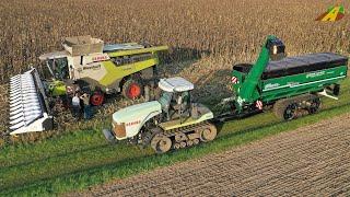 Sonnenblumen Ernte 2021 Mähdrescher CLAAS Lexion Callenger Raupe 85E Lohnunternehmen Landwirtschaft