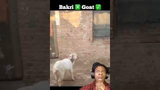 pura tiger shroff samaj dara hua hai goat jumping over fence meme template #shorts #shortsvideo