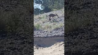 The cool things I get to see at work... little fawn #bambi #pnw #oregoncoast #florence #doe #mama