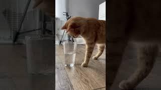 Giving a Cat a Glass of Water #shorts #cats