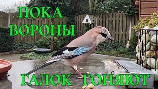 СОЙКИ ВОРУЮТ ОРЕХИ У ВОРОН   #врановые #вороны #сойки #кормушка #наблюдение