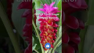 Orange Torch Ginger Lily