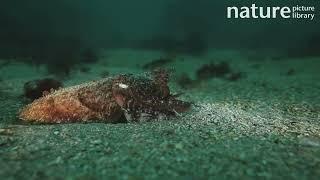 Common cuttlefish hunting, filmed at night, Sark, British Channel Islands, UK, August