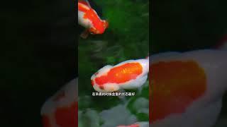 学会这招,再也不用担心金鱼一下S掉了！#水族 #兰寿#养鱼知识#金鱼#兰寿金鱼