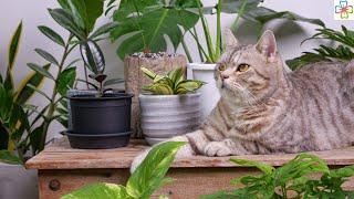 28 Low Light Indoor Plants Safe for Cats and Dogs || Non-Toxic Plants