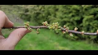 Pruning an old plum tree, how to prune a plum tree