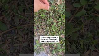 This weed makes a good soup, it is super rich in several vitamins #purslane #gardening #edibleweed